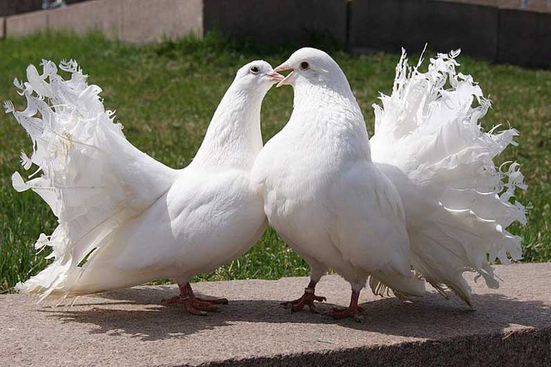Практика разведения голубей