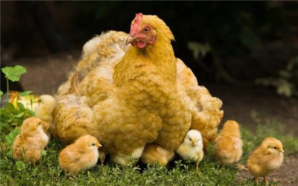Выращивание цыплят с наседкой