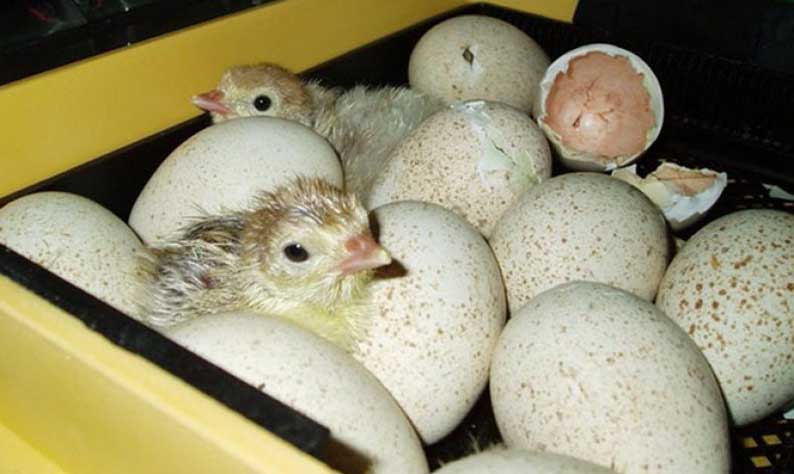 Инкубация яиц, выведение молодняка у цезарок