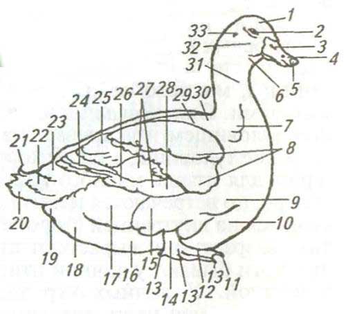 Анатомия гуся в картинках